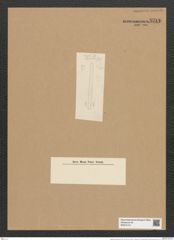 Fragilaria ischaboensis Grun. (de-Toni-Nr.: Genus 73, Species 2774) Zeichnungen Sammlung Grunow Nr. 5711 (NHMW-BOT-W0374101)